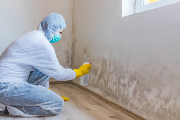 Best Emergency Mold Remediation  in St Clair, PA